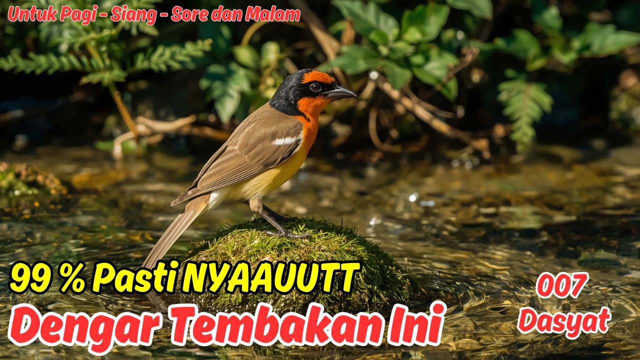 Rahasia Masteran Murai Batu Ampuh, Burung Cepat Ngeriwik!