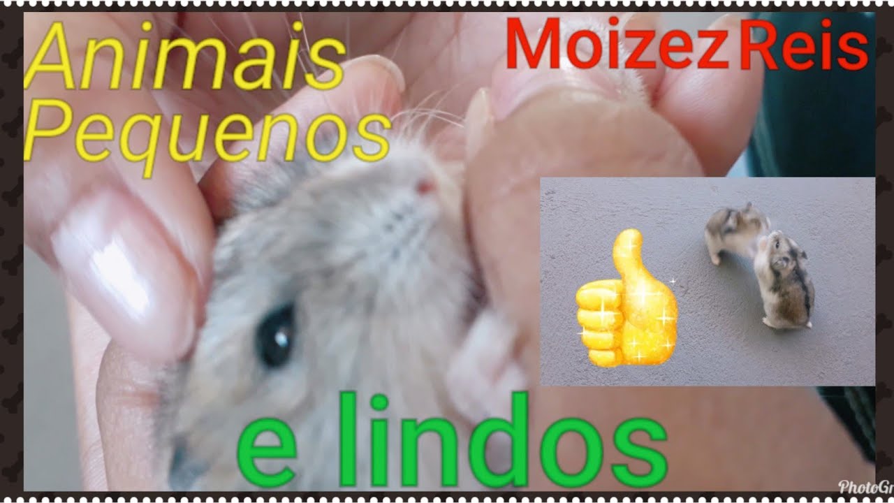 Animais Pequenos e lindos