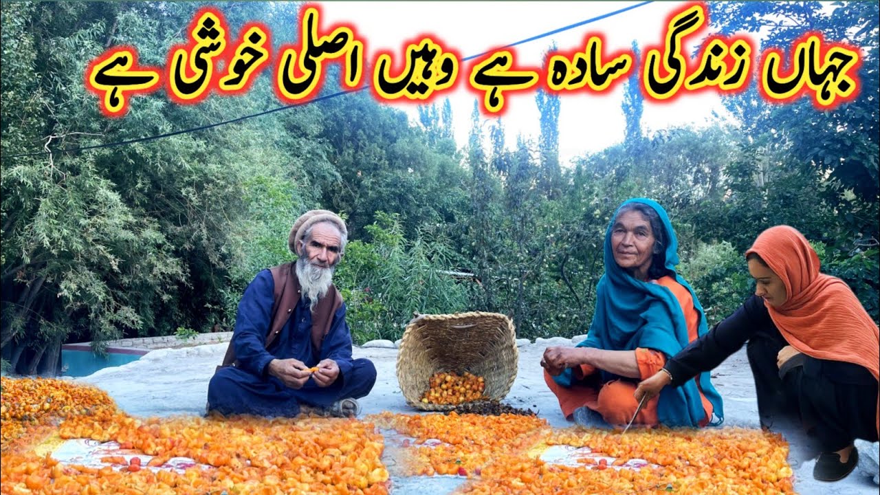 Life in Summer At Near Siachen Glacier | Apricot Season in Pakistani Mountain | Gilgit Baltistan