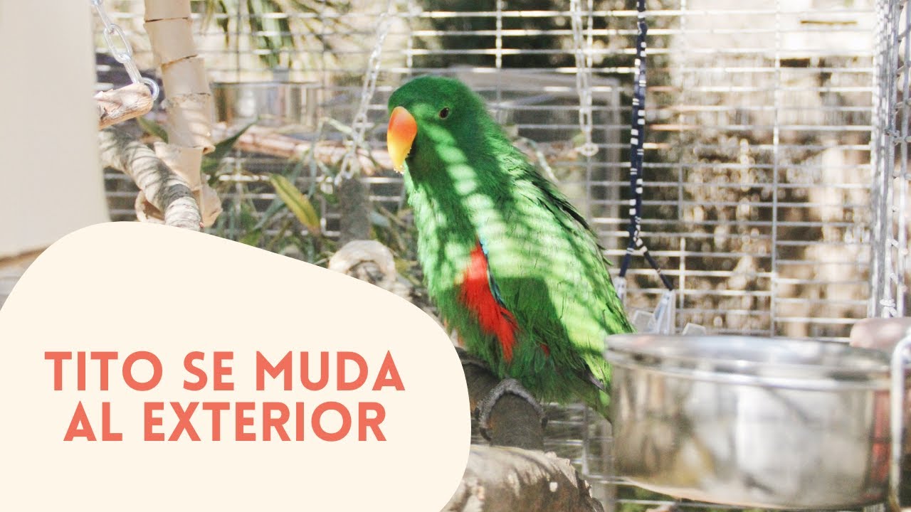 EL CENTRO DESDE DENTRO 3 | TITO, EL ECLECTUS, YA NO ESTÁ DENTRO DE CASA | ROBIN Y PAQUITA JUNTAS