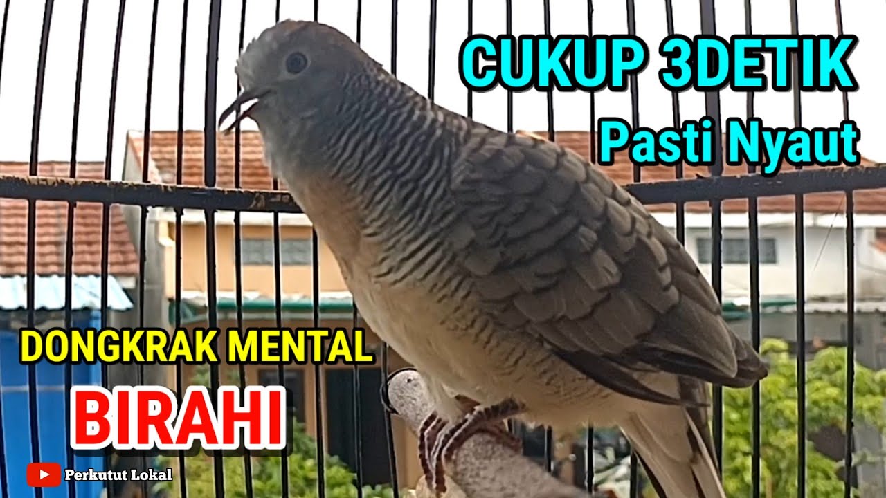 Perkutut lokal gacor suara besar pancingan super ampuh langsung nyaut gacor #perkututlokal