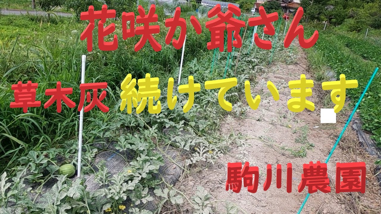 花咲か爺さん続けています　小玉スイカピノガール・とうもろこしに草木灰散布　邑南町　駒川農園　22.7.6
