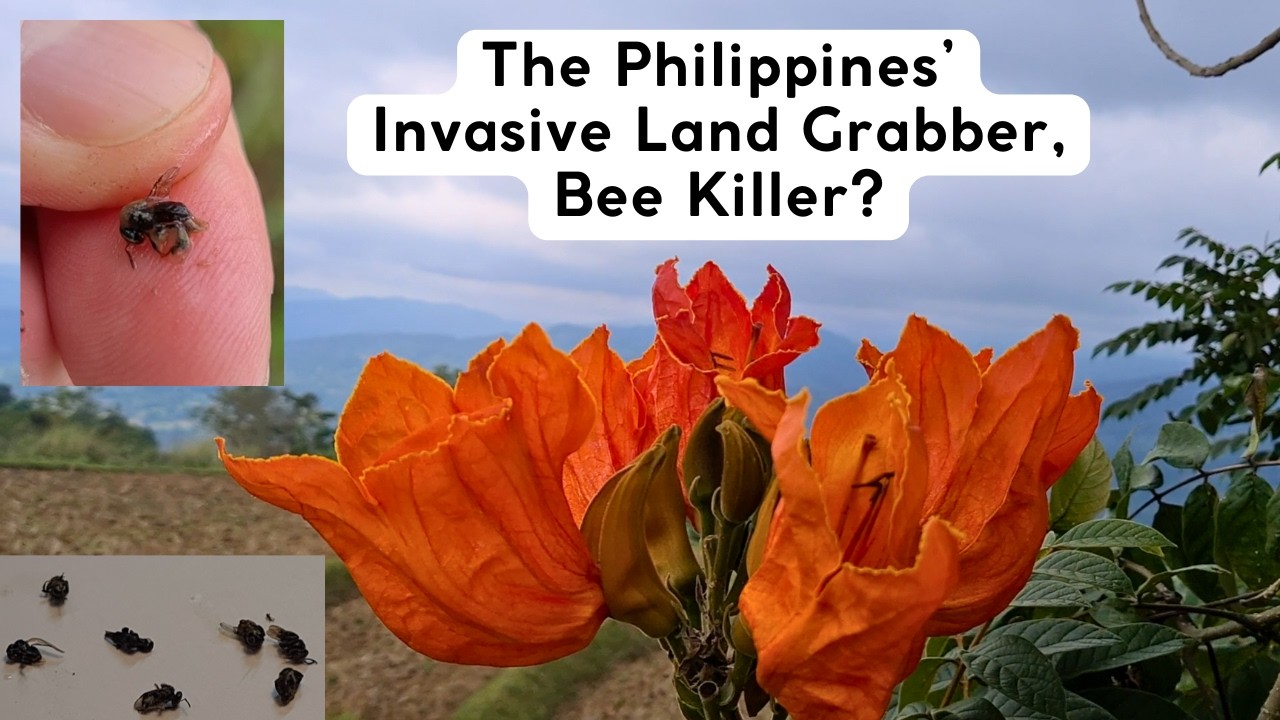 The Invasive African Tulip Tree in the Philippines, A Spreading Menace