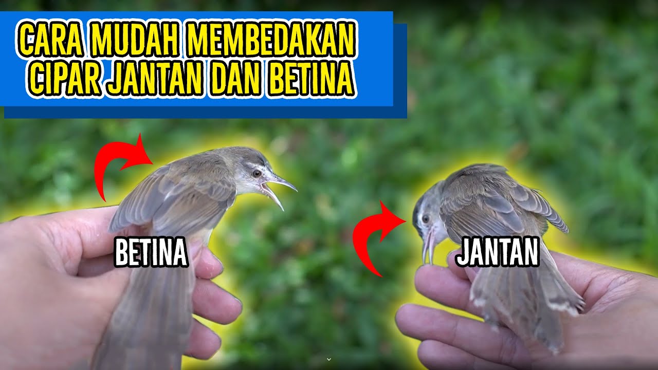 cara membedakan ciblek pari jantan dan betina ! ternyata cuma ini