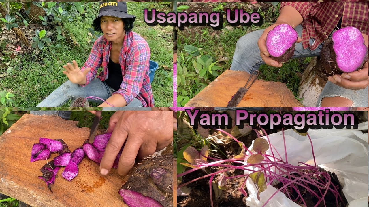 Dagdag Kaalaman | Usapang Ube | Yam Propagation | Mario V.Caparro