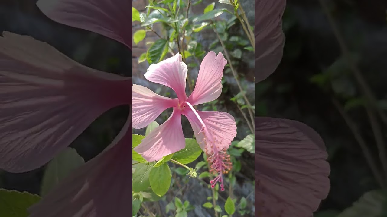 VARIOUS FLOWER PLANT AT THE TOP ROOF 