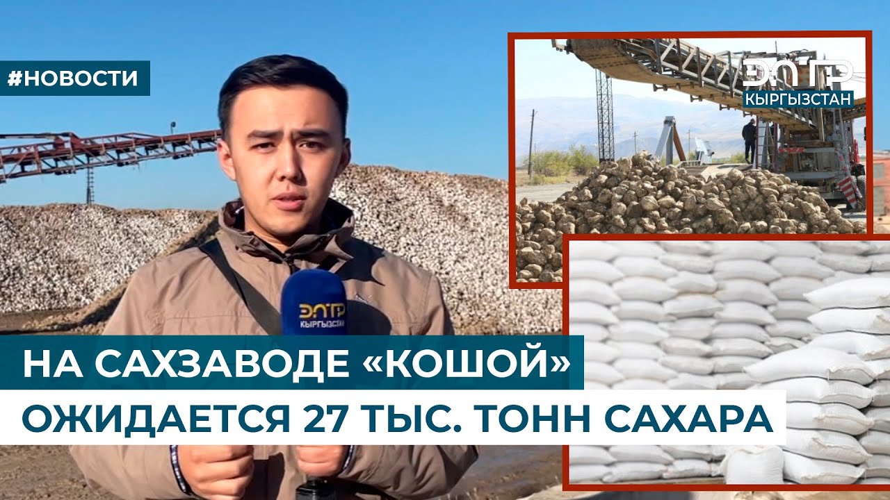 НА САХЗАВОДЕ «КОШОЙ» ОЖИДАЕТСЯ 27 ТЫС. ТОНН САХАРА
