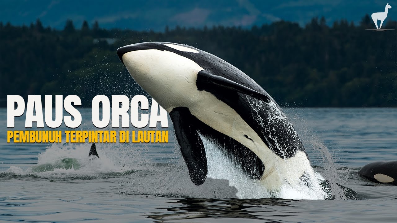 Orca: Keluarga Adalah Segalanya