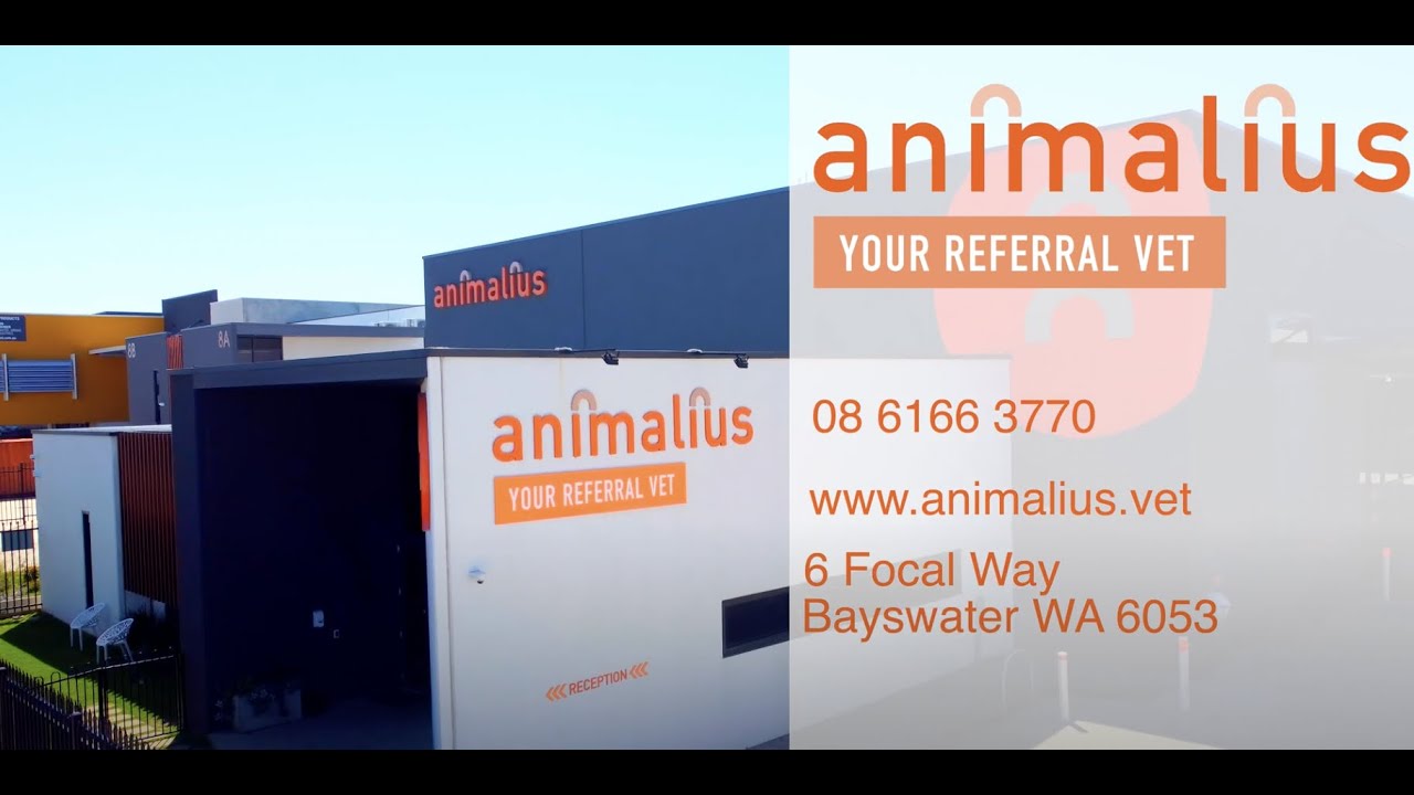 Veterinary Video Production | Animalius | Brand Story