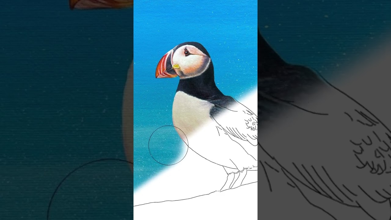 🎨 Puffin in Acrylic, full tutorial here on my YouTube channel. www.KerryNewell.com