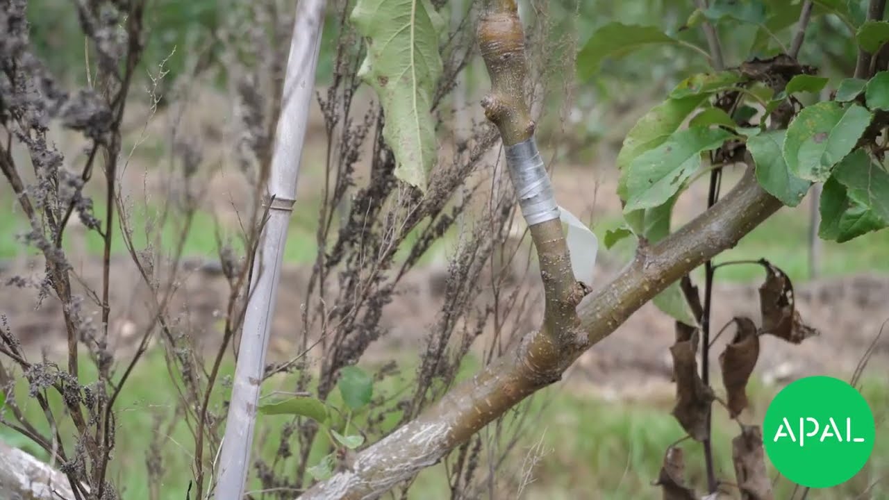 Simple systems to achieve orchard goals - Pt. III Increasing simplicity using young quad stem trees