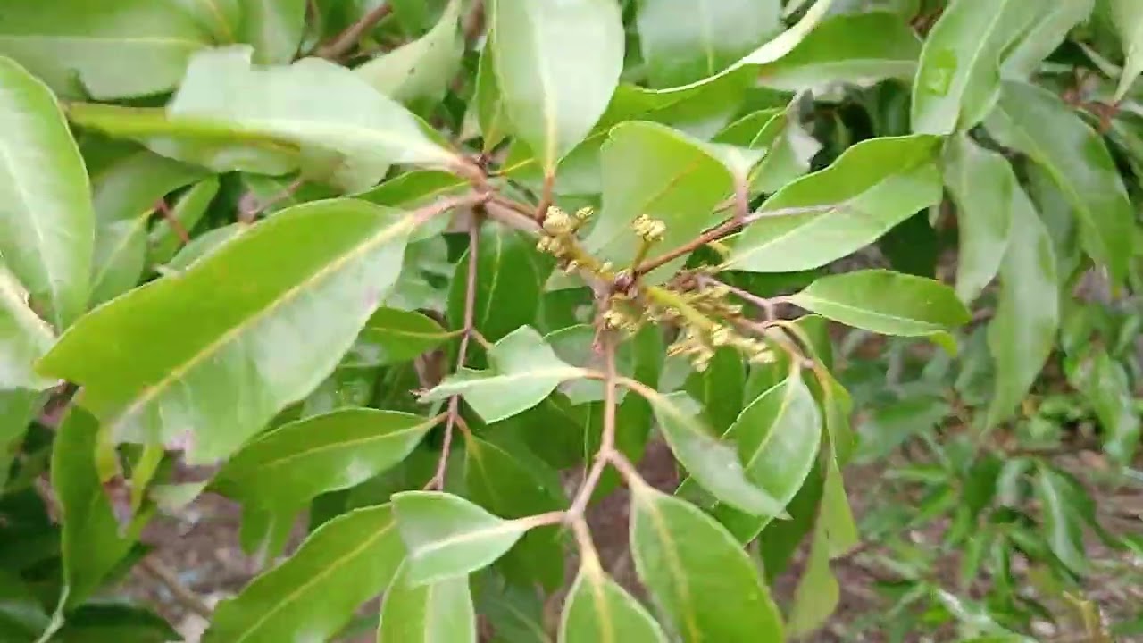 Toang một nửa vườn vải thiều rồi các bạn ạ , lộc 