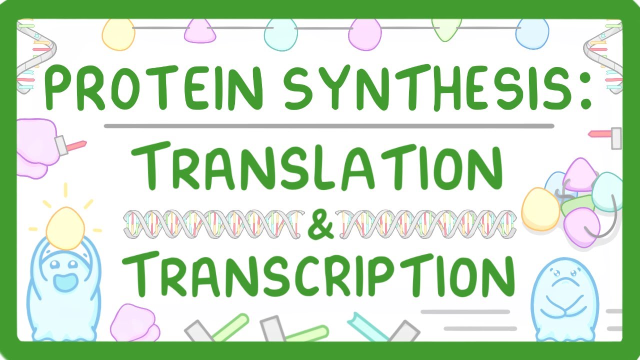 How are Proteins Made? Transcription & Translation