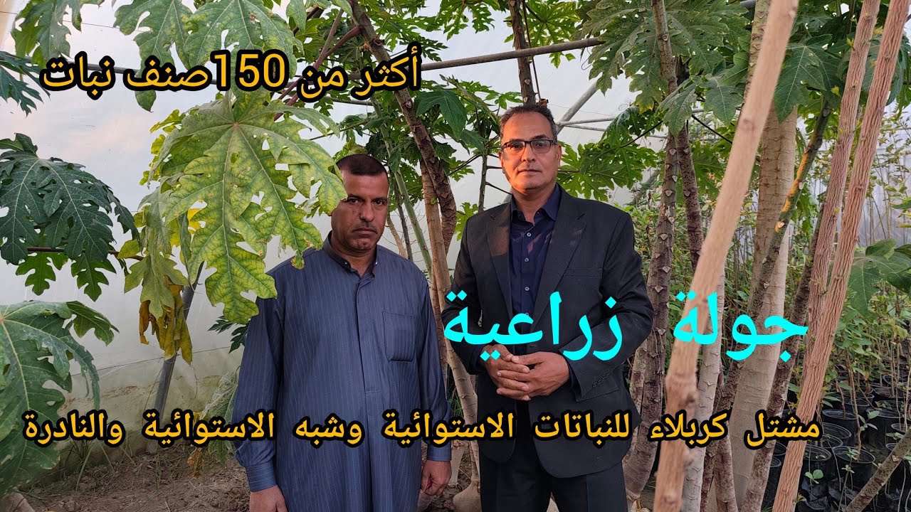 نباتات مميزة بانسب الاسعار في مشتل كربلاء للنباتات الاستوائية وشبه الاستوائية والنادرة الجزء الاول 