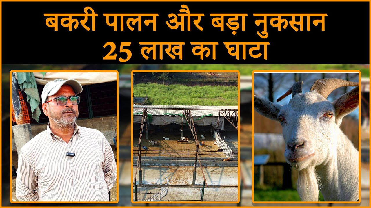 नुकसान के बावजूद बकरी पालन क्यों? @BhartiyaKisaan_bk | Goat Farming | Goat Farming In India #goat