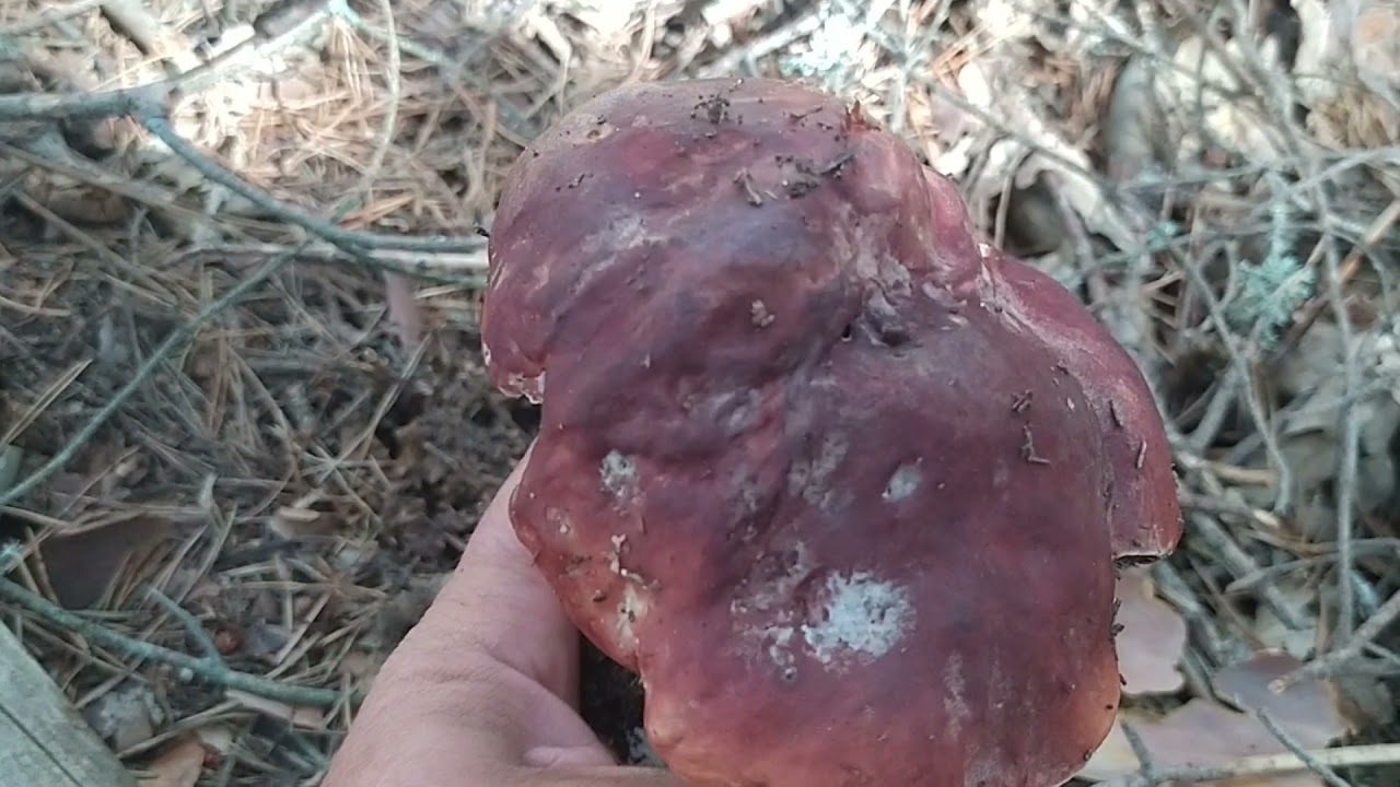 impresionantes boletus edulis y pinicola. otoño 2021