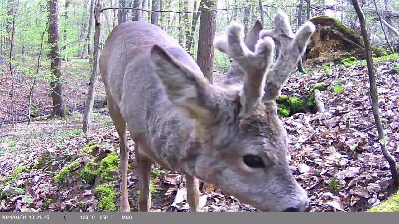 Młode dziki, sarny, kuny i wiele więcej czyli fotopułapka na Śląsku