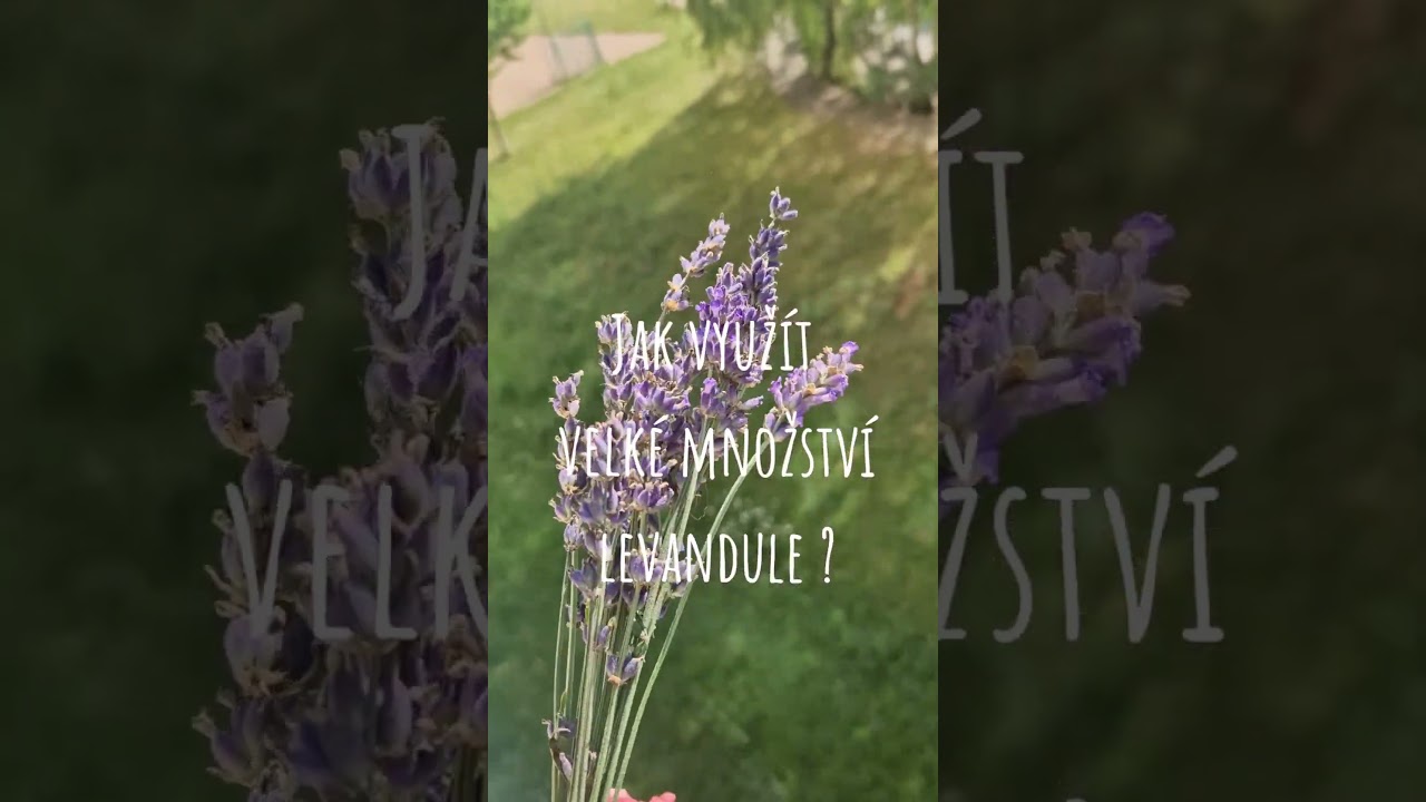Mám hromadu levandule… Co s ní?