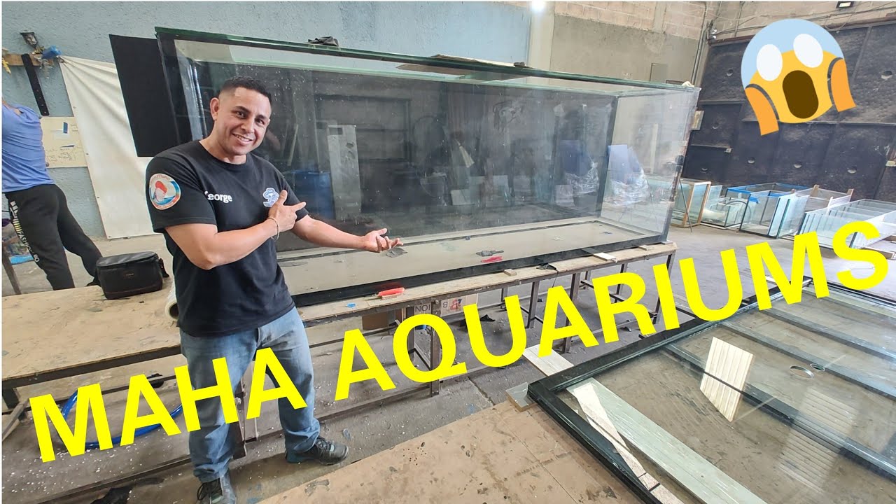 ¿Que Acuario es Mejor? ¿Vidrio de Acrilico, Extraclaro o Templado? (Chars Fishers)