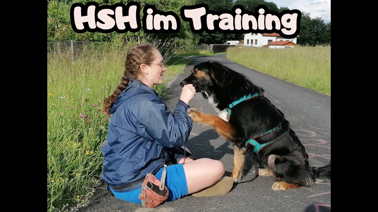 Herdenschutzhund als Familenhund - Training