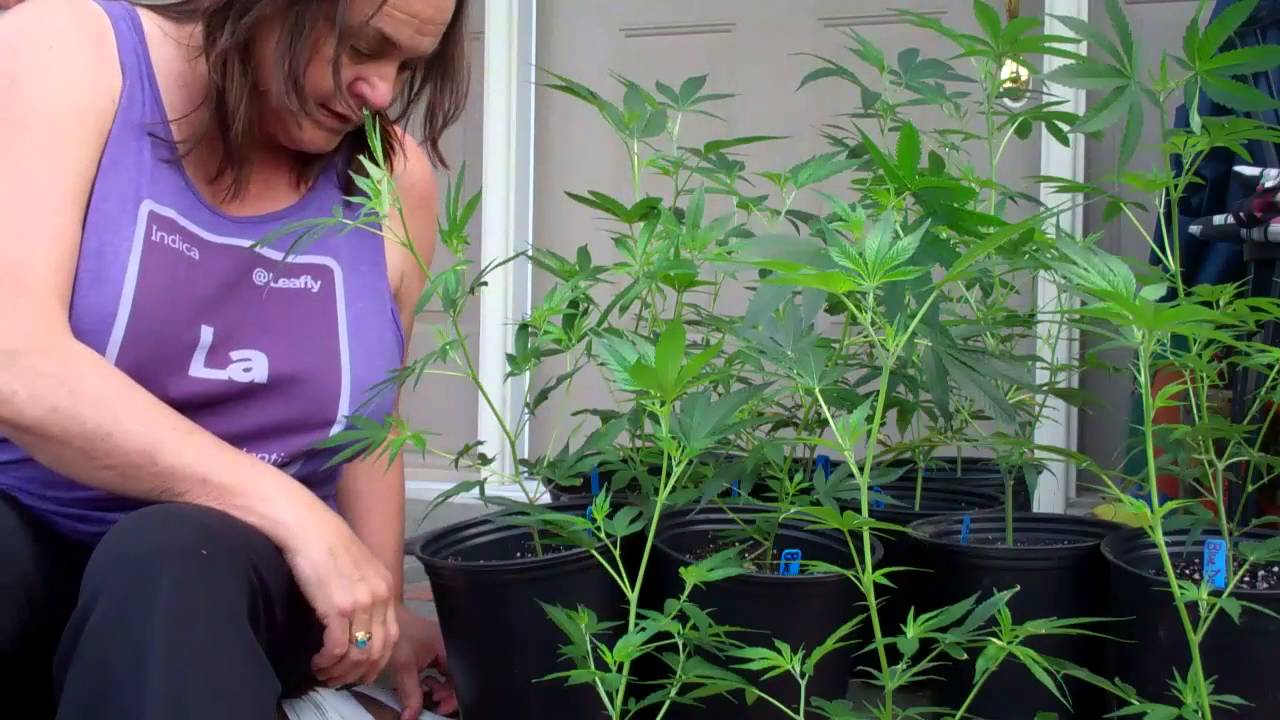 WA BUD CO Days 6 to 15