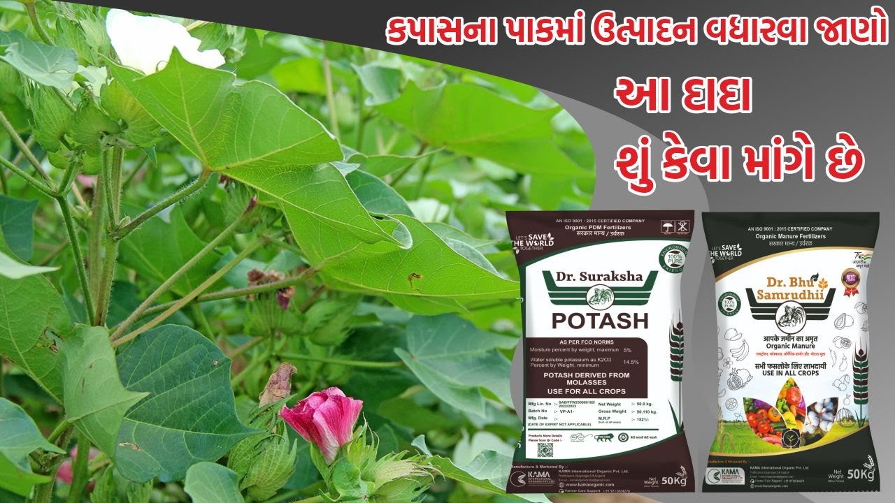 કપાસના પાકમાં ઉત્પાદન વધારવા જાણો આ દાદા શું કેવા માંગે છે.#kamainternationalorganic