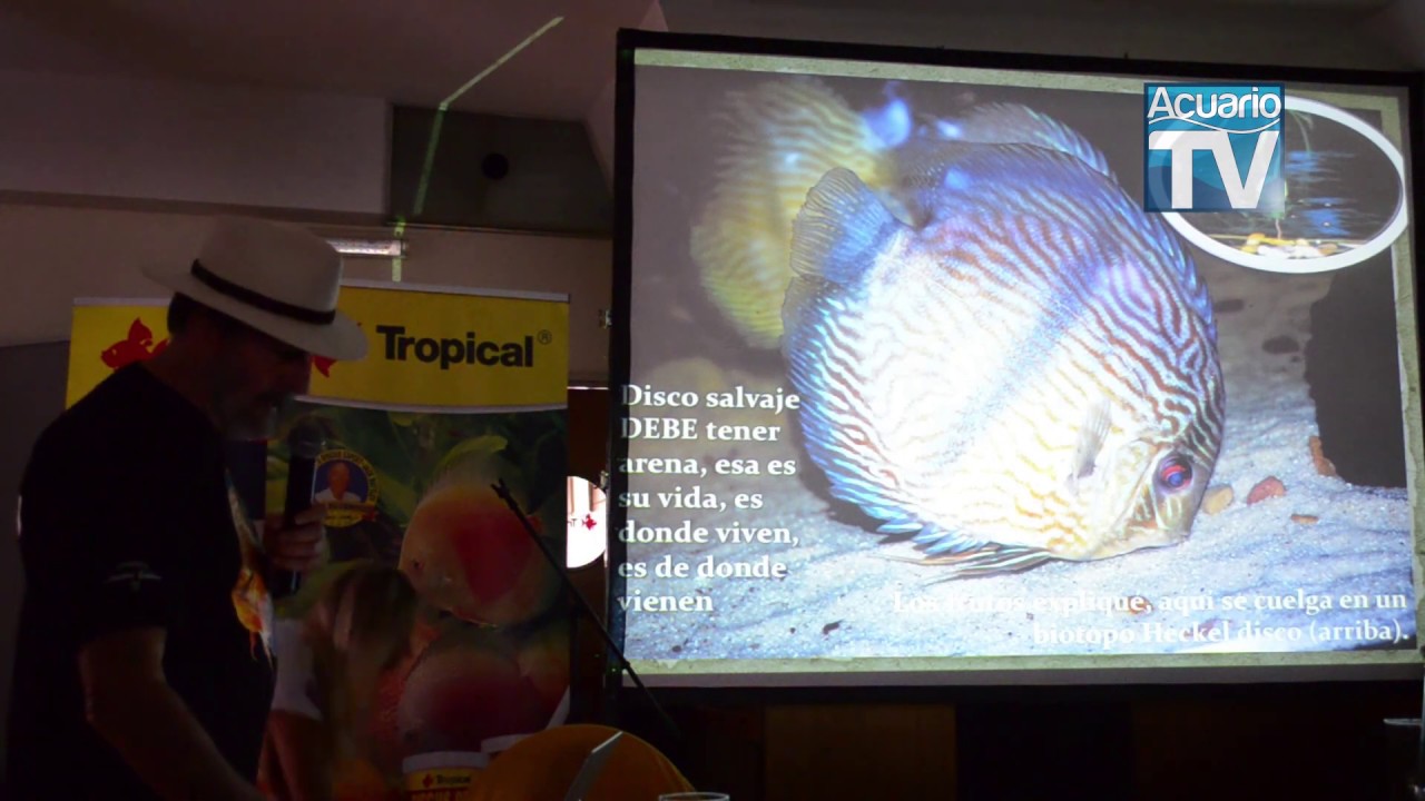 CURSO MAGISTRAL DEL DISCO, CAPITULO 4de6 aclimatacion correcta de nuevos discos en el acuario
