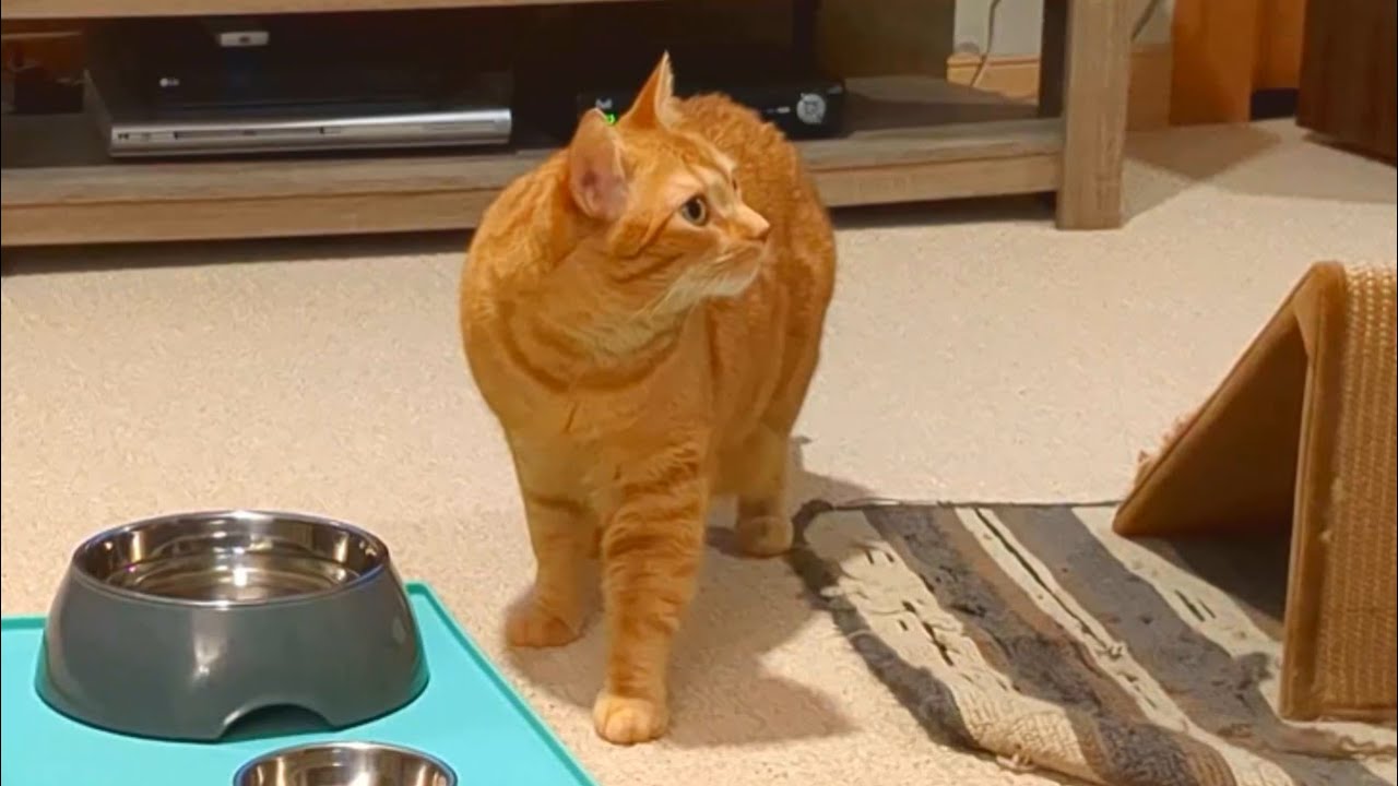 Anyone want to take a guess at this unusual cat behaviour?