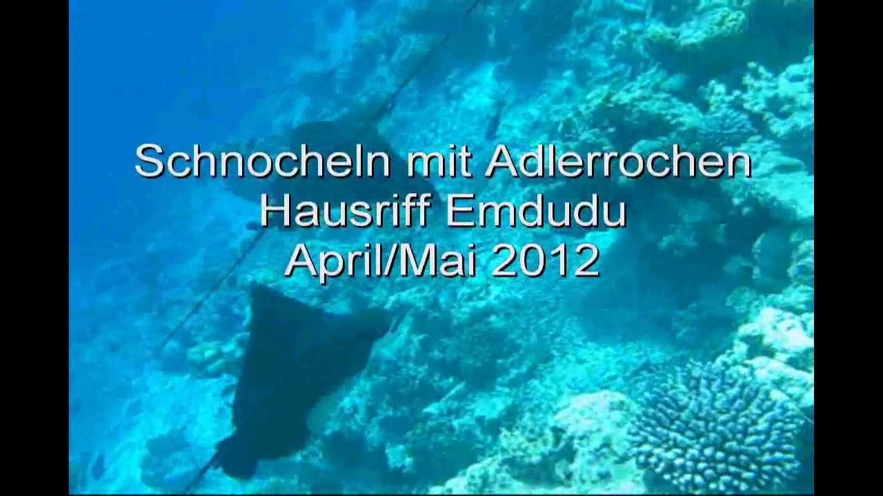 Embudu Village 2012 Schnorcheln mit Adlerrochen am Hausriff