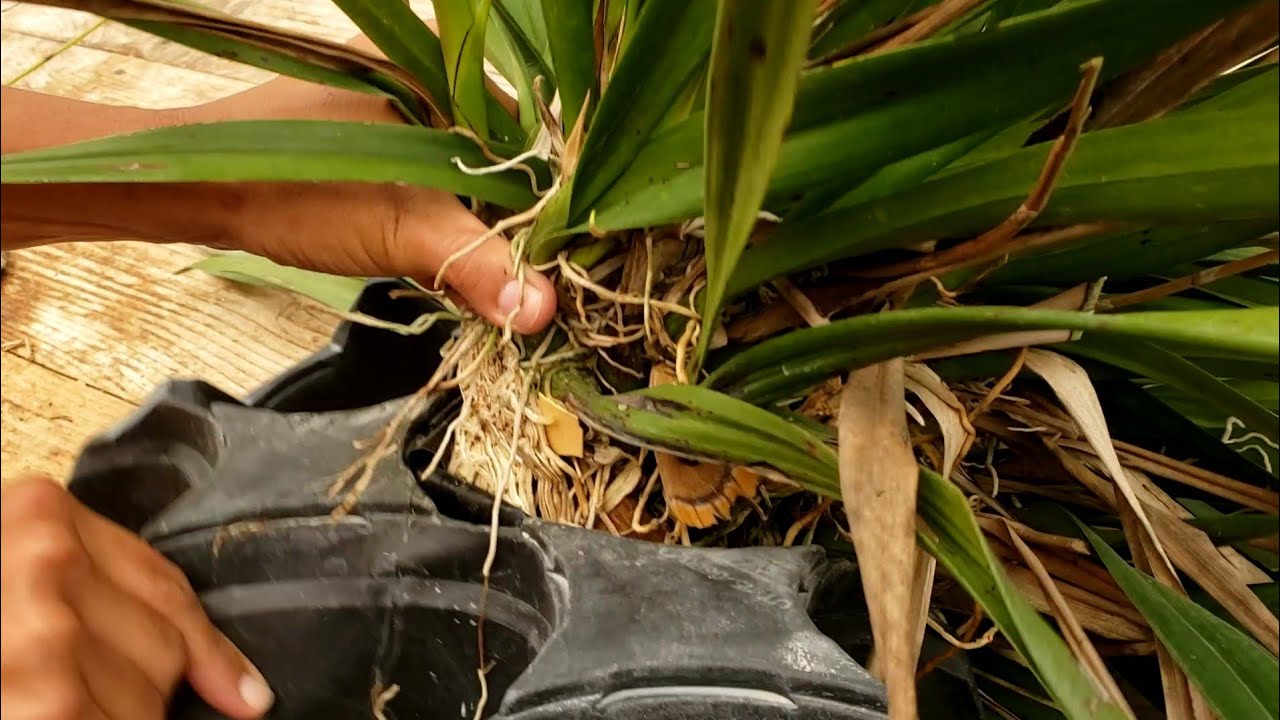 ENCYCLIA ORCHID REPOTTING WITH  MARISSA at Florida SunCoast Orchids