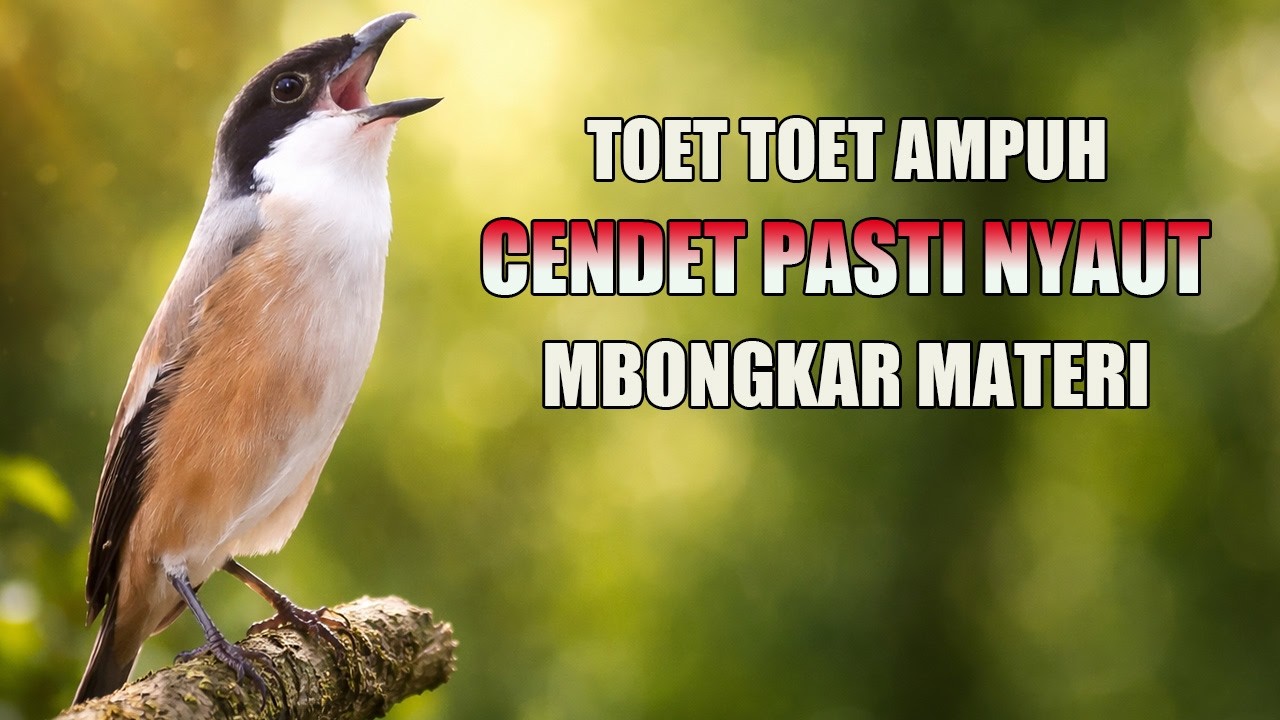 PANCINGAN CENDET - TOET TOET AMPUH SEKALI DENGAR PASTI BUNYI MANTAP