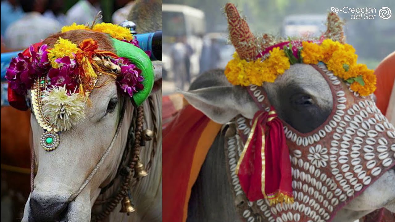India Virtual | Aceptar y Trascender con Pilar Sordo | Vaca Sagrada