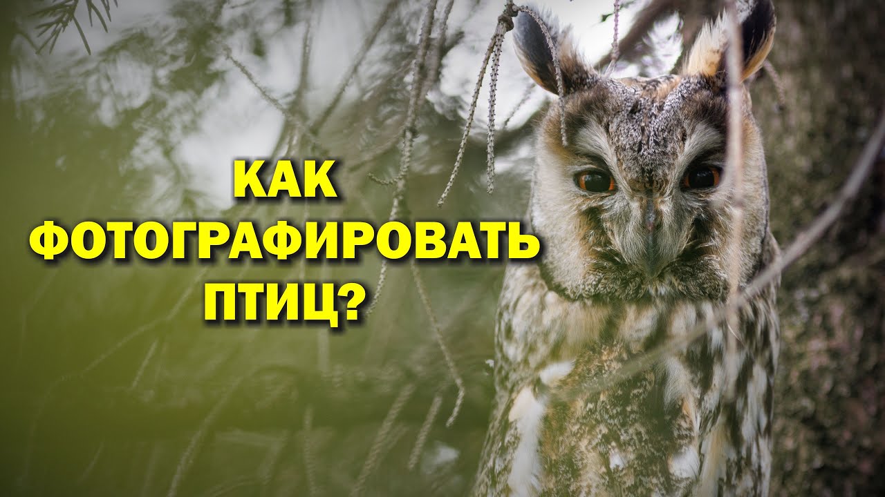 Как фотографировать птиц? Про объективы, технику и другое