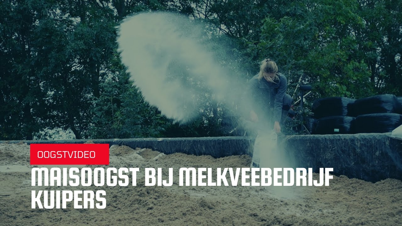 Oogstvideo: maisoogst bij melkveebedrijf Kuipers