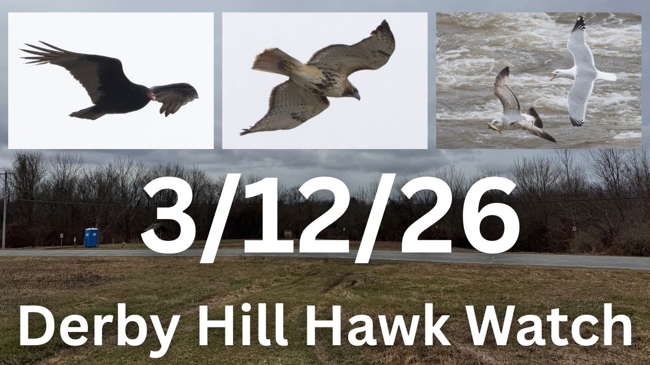 [12] Наблюдение за озером, затем несколько хищных птиц в ветреный день на наблюдательном пункте з...