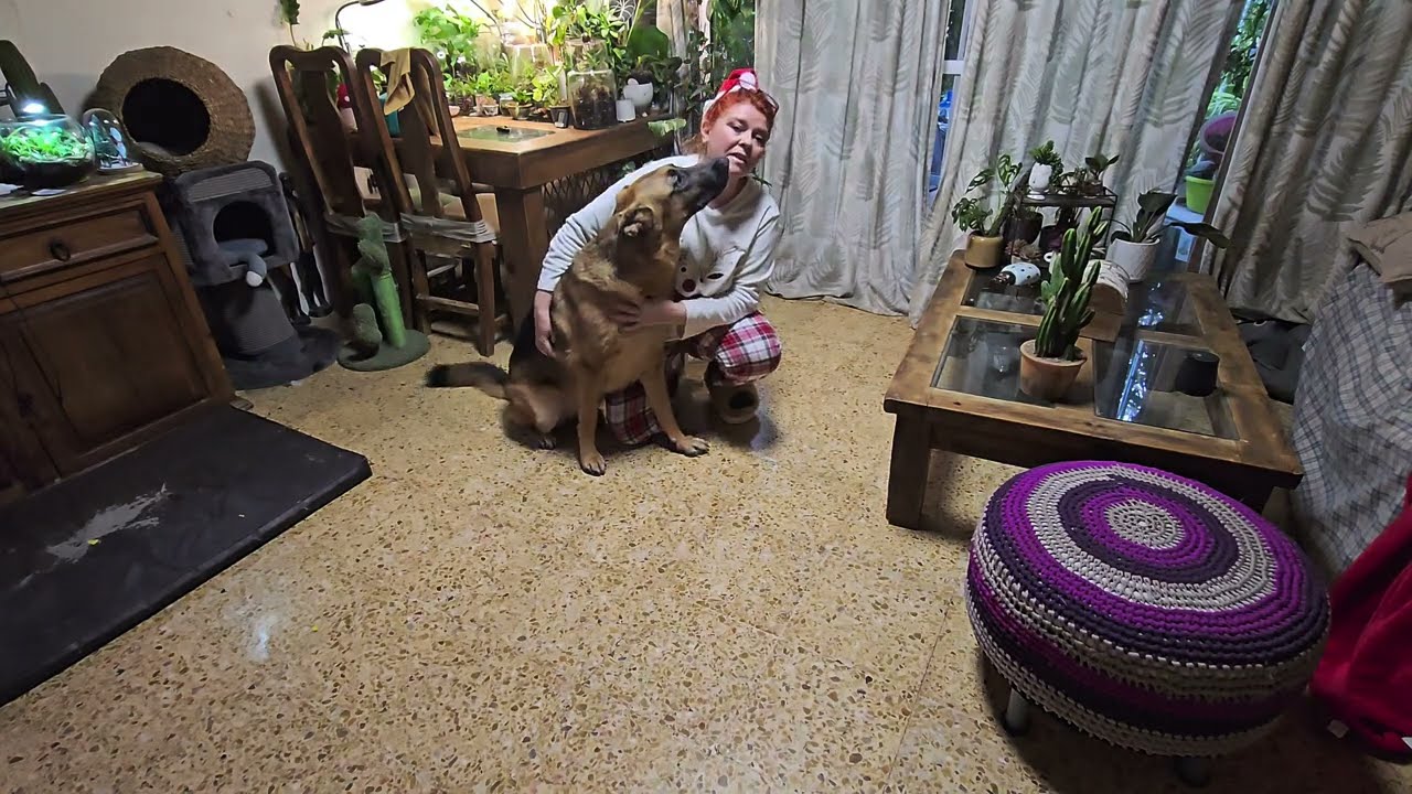 Habitúa a tu perro a ruidos fuertes desagradables.