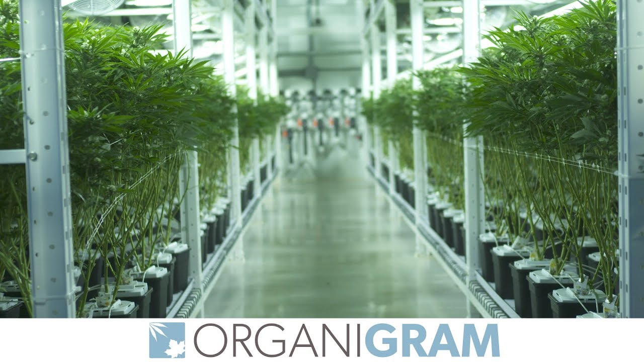 Inside Organigram: A Cannabis Licensed Producer in Canada