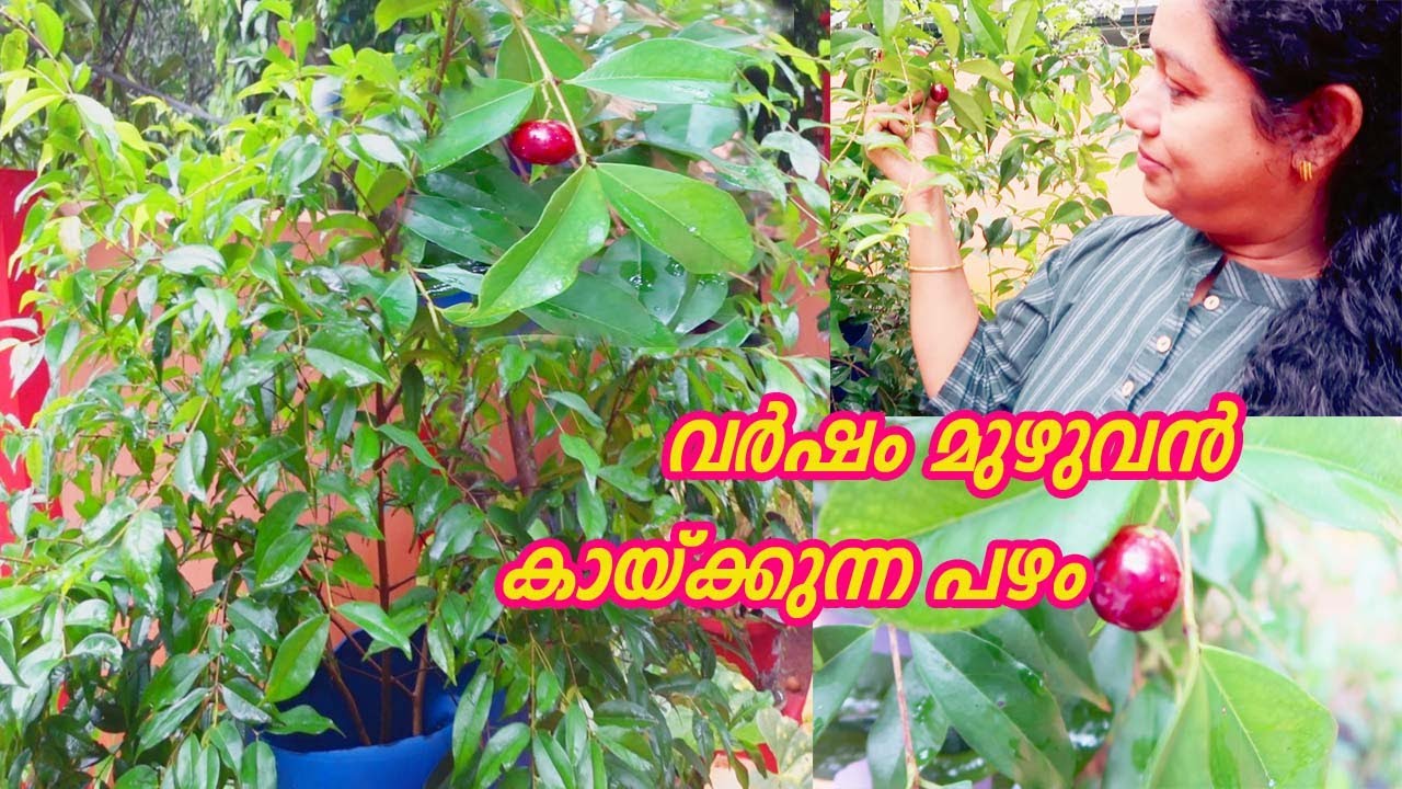 365 ദിവസവും കായ്ക്കുന്ന Rain Forest Plum ആദ്യവർഷം തന്നെ കായ പിടിച്ചു Exotic Fruit Plant