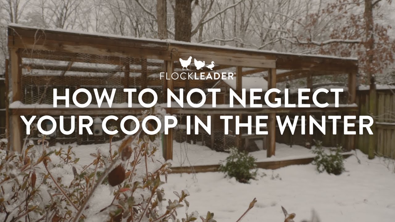 How to Not Neglect Your Coop in the Winter