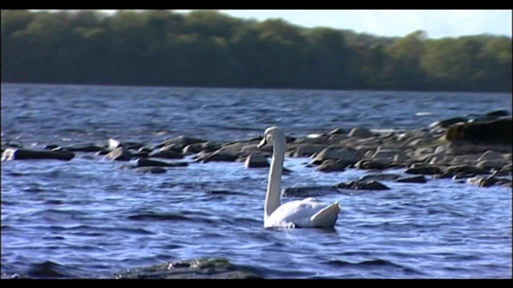 Follow the Fly , A mayfly seasoning Ireland