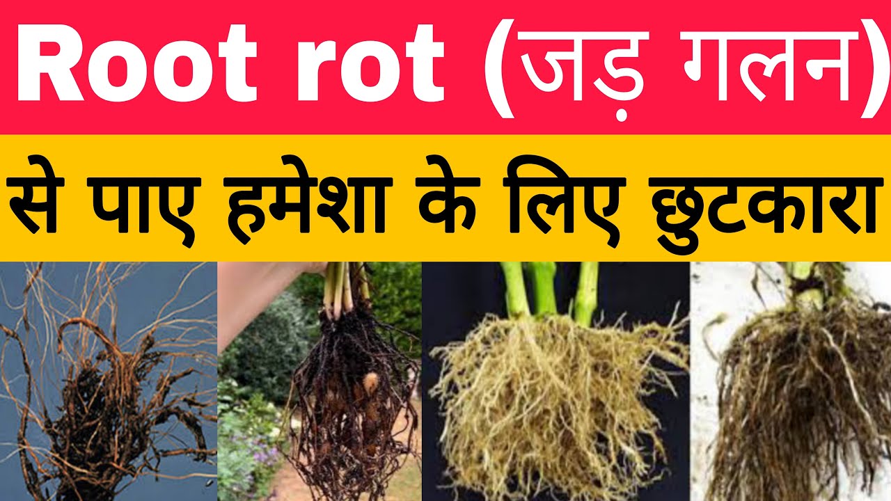 wilt,root rot/जड़ गलन से पाए हमेशा के लिए छुटकारा | control wilt and root rot permanently |