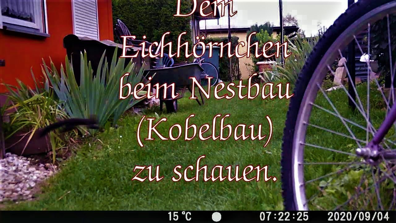 Eichhörnchen beim Nestbau besser beim Kobelbau  Eichhörnchen in der Natur, einmalige Aufnahmen