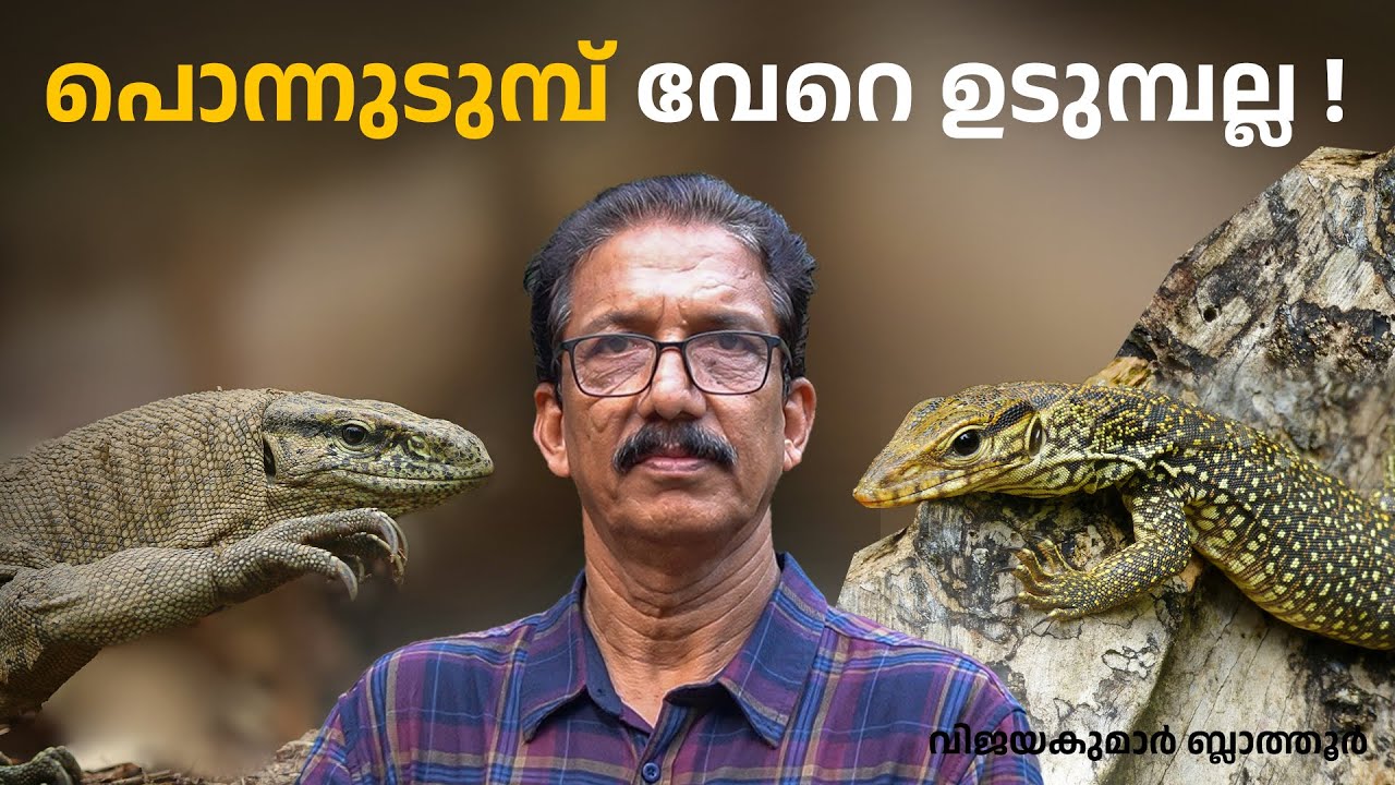 ഉടുമ്പ് ജീവിതം ! ഉടുമ്പിൻ കുഞ്ഞാണ് പൊന്നുടുമ്പ് can we use Bengal monitor lizards to climb walls?