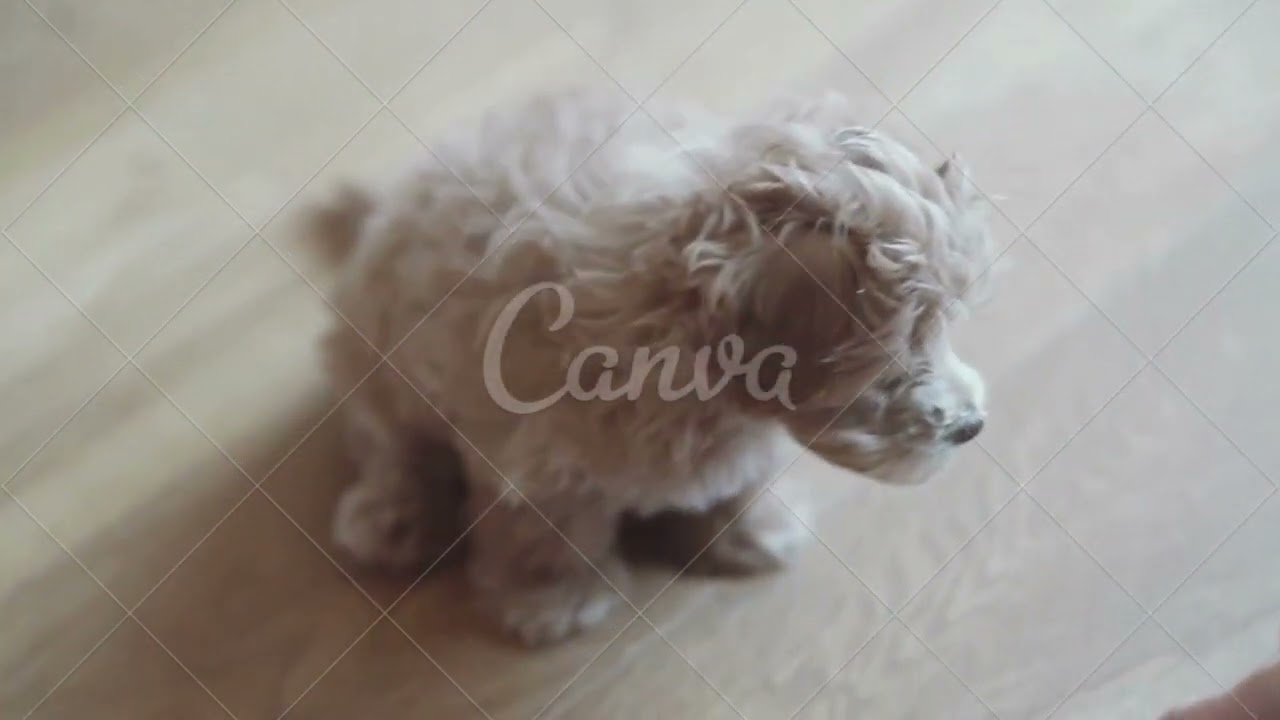 il documentario del  barboncino nano