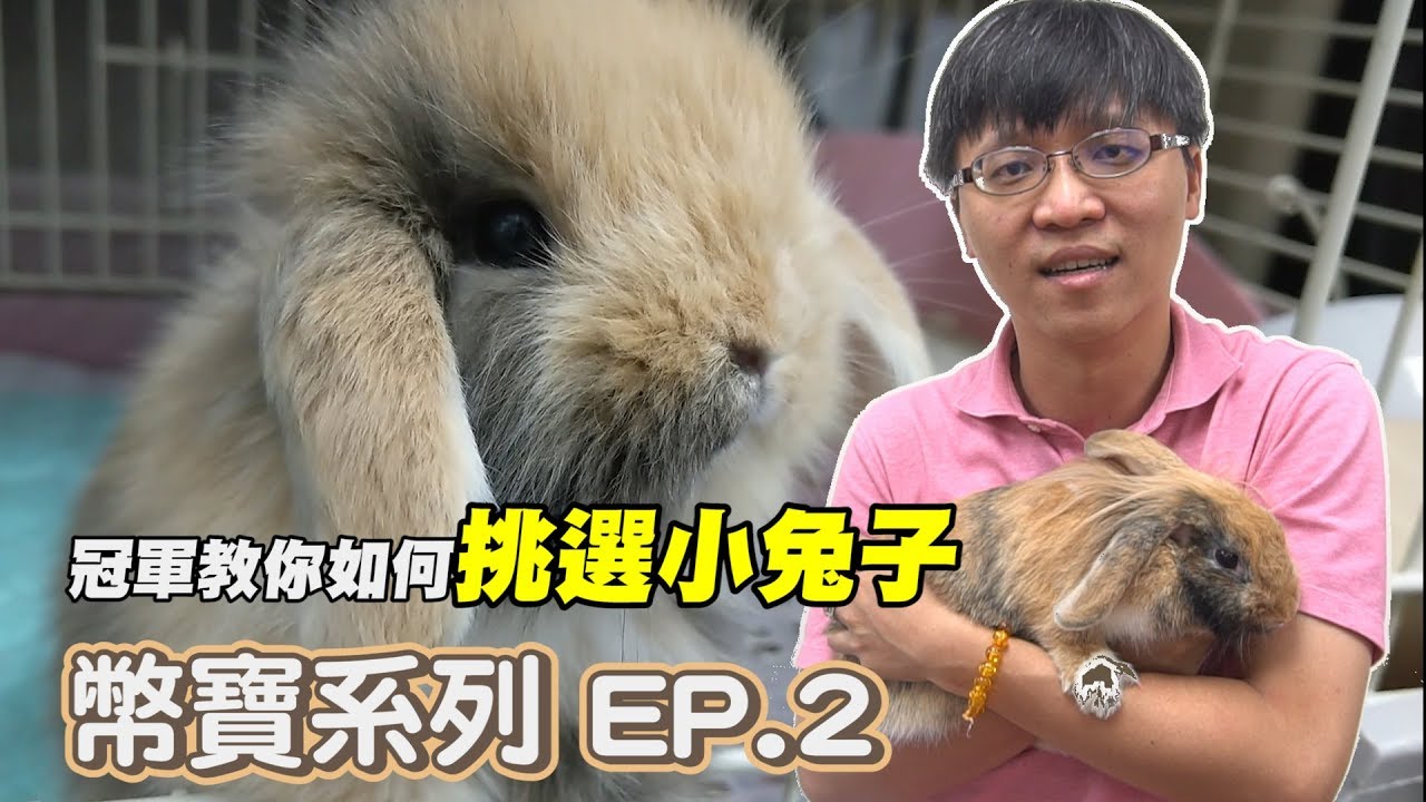 8分鐘讓新手第一次挑選兔兔就上手｜幣寶系列 EP.2｜ChampKnows 【冠軍】