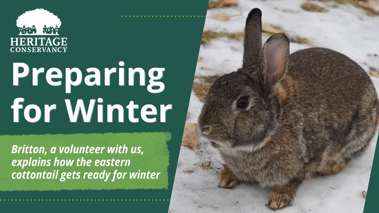 How Animals Prepare for Winter