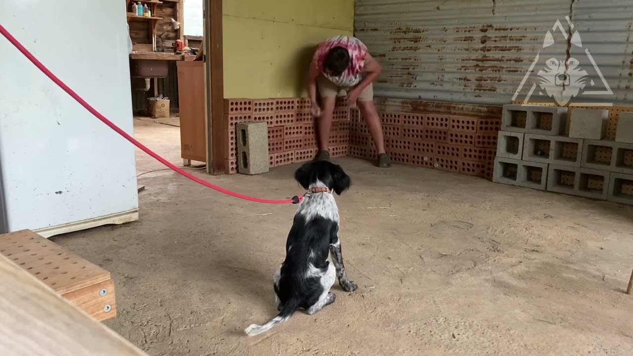 Puppy Detection Training