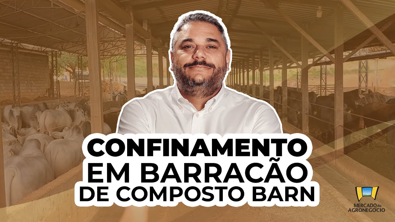 Confinamento Coberto - Bois no Compost Barn