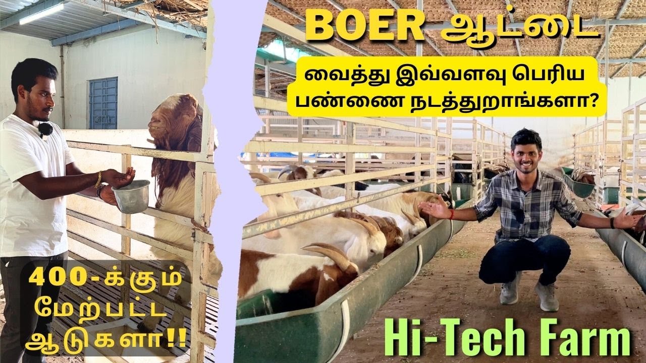 😍🤩Boer ஆட்டை வைத்து இவ்வளவு பெரிய பண்ணை நடத்துறாங்களா? || 400-க்கும் மேற்பட்ட ஆடுகளா!!😱