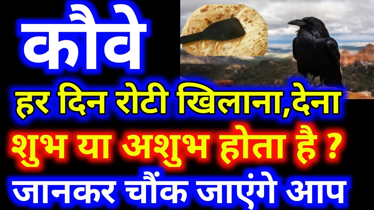 कौवे को हर दिन रोटी खिलाने से क्या होता है, ये शुभ या अशुभ होता है | kauwe ko har din roti dena